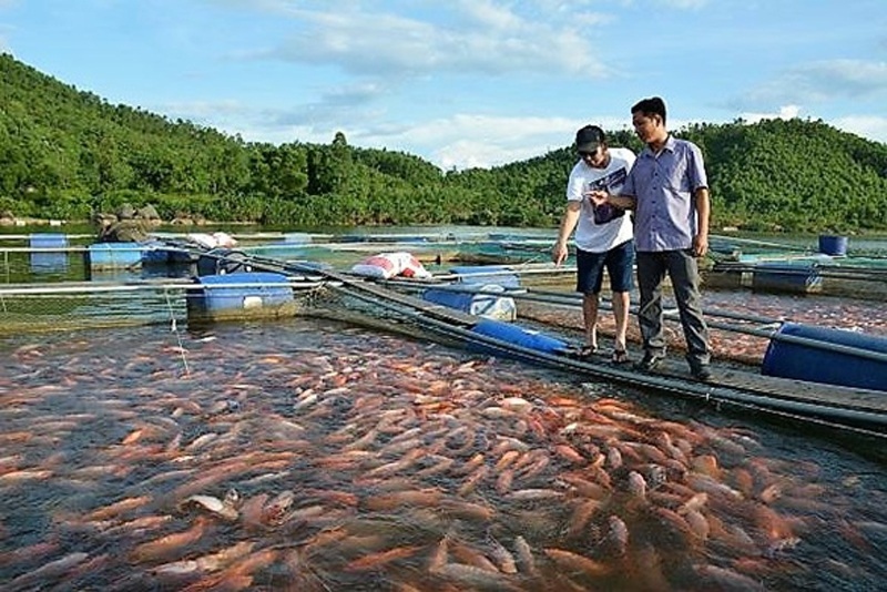 Sau phản ánh của VOV, Tiền Giang cho phép người dân mua bán cá lồng bè tồn đọng